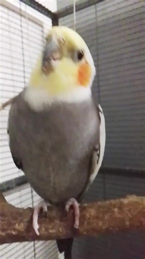 Understanding Calopsitas: The Friendly Cockatiel