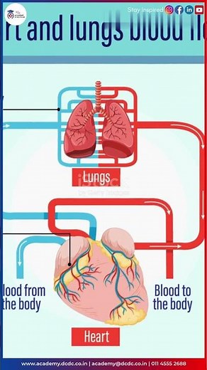 Veins vs Arteries – Explained in 60 Seconds!
