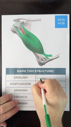 Naming the biceps brachii 5 languages