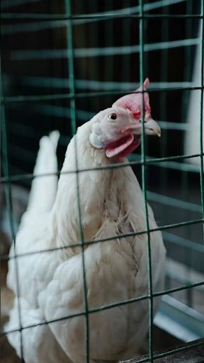 The Headless Chicken That Lived for 18 Months 😳 | True Story of Miracle Mike