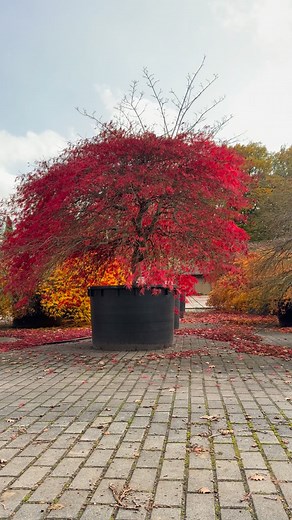 Acer palmatum ‘Ornatum’ 🍁 Eine besondere Rarität unter den Fächerahornen: Der Austrieb beginnt in leuchtendem Rot, im Sommer schimmert das feine Laub in einem satten Grün, bevor es sich im Herbst erneut in ein intensives Rot verwandelt. 🍂 Durch gezielte Schnittmaßnahmen lässt sich seine malerische Form noch besser zur Geltung bringen – ein echtes Highlight für Liebhaber japanischer Ahorne. 🇯🇵🌿 —— #treestagram #markenpflanzen #baumschule #nursery #galabau #landscaping #gardendesign #gartenba