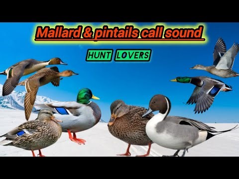 Mallard and pintails duck call sound | mallard duck | pintails sounds | Clear Sound HD quality | mp3