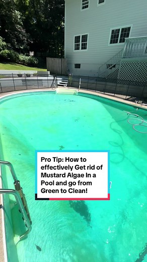 Pro tips and Tricks on how to get rid of Yellow Mustard Algae in a swimming pool. Green to clean pool cleanings with a quick turn around. before and after pool cleaning timelapse #poolcleaning #pooltok #pooltips #greentoclean #pools #poolhacks #pool #poolday #CleanTok #thatpoolguy #satisfyingvideo #transformation #redpool #cleanings #poolguy #cleaning