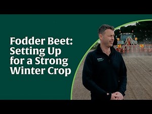 Fodder Beet: Setting Up for a Strong Winter Crop