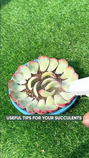 Beginner's Succulent Care: Propagate Succulent Plants from Leaves | 다육이 | 多肉植物
