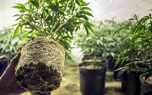 How and when to transplant cannabis plants