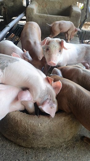 Piglets are Trying to Get food in their Small Plate #adorabelpig #cutepiglets #funnypiglets #pigfarming | Creative Boy