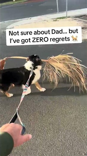 Adventure Ready Australian Shepherd Puppy Navigates Busy Streets With Huge Prize