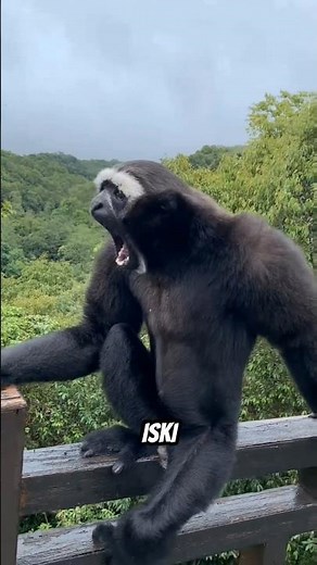 Top 3 Most Bizarre Monkey Sounds Ever Caught On Camera!