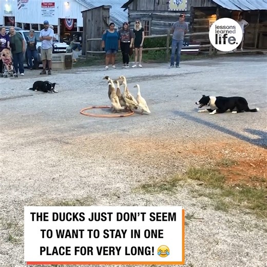 65K views · 394 reactions | Herding Dog Demonstration  | Lessons Learned In Life | Facebook