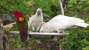 White blue eyed cockatoo bird, Cacatua ophthalmica, New Guinea native parrot, feeding behaviour feeder seed, Mandai bird paradise sanctuary, Singapore