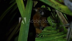 Possum at night in the australian rainforest, the jungle of cairns.
