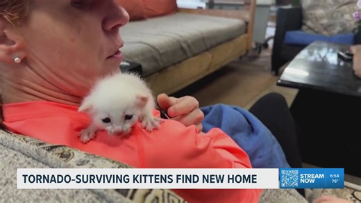 Kittens rescued from Mississippi tornado find loving new homes