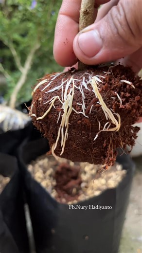 148K views · 883 reactions | Propagating plants using the air layering method #bonsai #bonsaitree #fblifestyle | Nuri Hadiyanto | Facebook