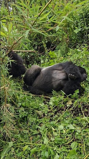 Playful Moments: Baby Gorilla Bonds with a Silverback!