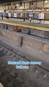 9K views · 69 reactions | An unusual sight snarled rail traffic at a Newark, New Jersey, train station on Thursday morning. Authorities spent nearly an hour trying to capture a loose bull that made its way onto the tracks. | KCRA 3 | Facebook