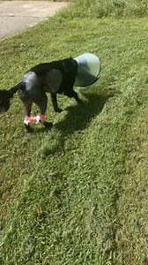 The Babinski Foundation on Reels