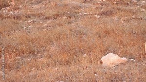 Israeli mountain gazelle pass the camera Israeli mountain gazelle in the wild