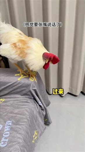Do Chickens Truly Understand Human Language
