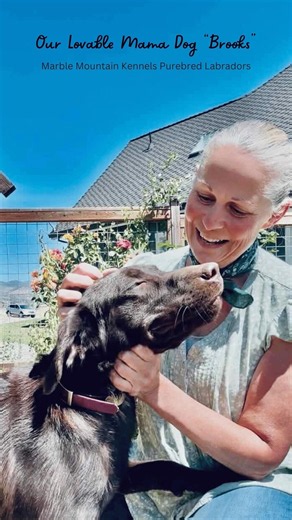 Meet Sweet, Gentle, Affectionate Chocolate Labrador "Mama Brooks."