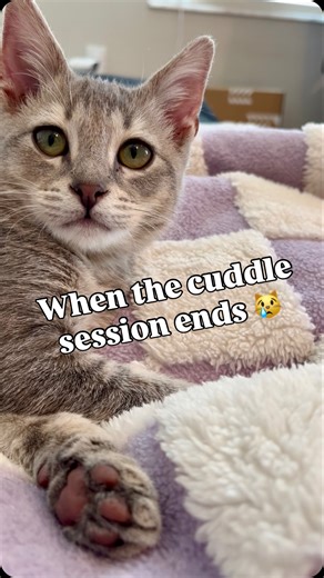 849K views · 27K reactions | My cat leaves the second I breathe wrong… and I beg like it’s a breakup  • • • #cats #catstagram #catsofinstagram #catreel #cats_of_ig | Cat.Named.Pepper | Facebook