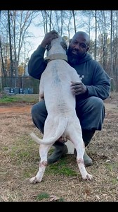 XL Bullies are the bestest! Get you one! #xlbully #fblifestyle #bullybreed | Buff N Blue Bullies 2