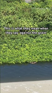 Against the Grain: Young Ducks Swimming Upstream in the LA River! 4K Zen 🦆🌊