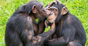 Découverte : la communication des chimpanzés suit les mêmes règles que le langage humain