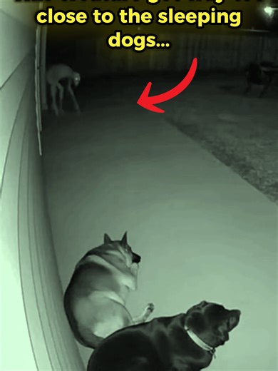 This creature forgot to shapeshift back into a dog #cctv #skinwalker | skinwalker