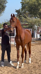 140K views · 1.1K reactions | Presenting our Marwari specimen Uttamdev sire Champion stallion Oscar of Aburaj from pathedi bloodline @sabarfarm @yashinmalik_ #sabarfarm #instagood #instagram #horseaddict #horselife #love #red #trending #mating #breeder #stallion #video #horses #marwarihorse #tbt #reelsinstagram | Yashin Malik | Facebook