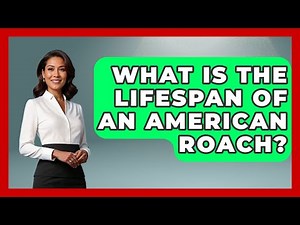 What Is The Lifespan Of An American Roach? - Insects and Invaders
