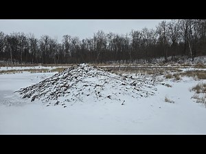 What Happened to These Beavers????