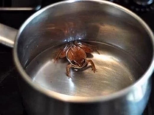. Put a frog 🐸 into a vessel fill with water and start heating the water. As the temperature of the water begins to rise, the frog adjust its body temperature accordingly. The frog keeps adjusting its body temperature with the increasing temperature of the water. Just when the water is about to reach boiling point, the frog 🐸 cannot adjust anymore. At this point the frog 🐸 decides to jump out. The frog 🐸 tries to jump but it is unable to do so because it has lost all its strength in adjustin