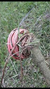 [How to prevent grass from getting tangled? Short mowing guide]