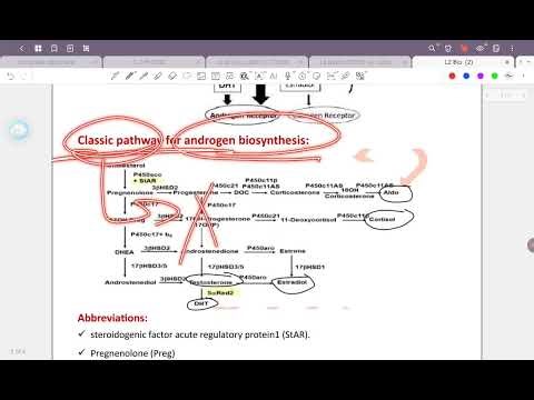 L2 bio: Male sex hormones