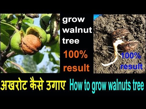 akhrot (अखरोट) kaise ugaye. how to grow walnut tree from seed. walnuts growing ideas gardening tips.
