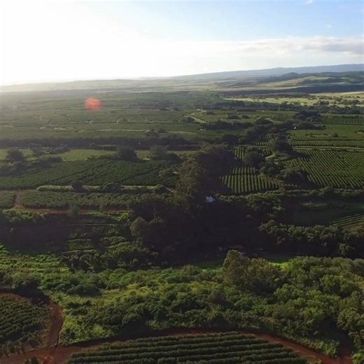 3.7K views · 168 reactions | Happy Aloha Friday! Enjoy this island scene and a cup of coffee with cream ☕ | Kauai Coffee Company | Facebook