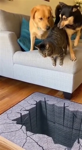 On October 3, 2020, in Austin, Texas, a home security camera captured a hilarious moment involving two dogs and a cat during a prank with an illusion mat designed to look like a huge hole. Footage showed the dogs slowly nudging and guiding the cat toward the mat, causing the cat to suddenly freeze, panic, and leap backward after believing it was about to fall in. The cat’s exaggerated reaction quickly turned the clip into a viral comedy moment online, and no animals were harmed once the illusion