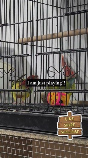 The Most Relaxing Video Ever Made (We Tested It) #birds #parrots #minivlog