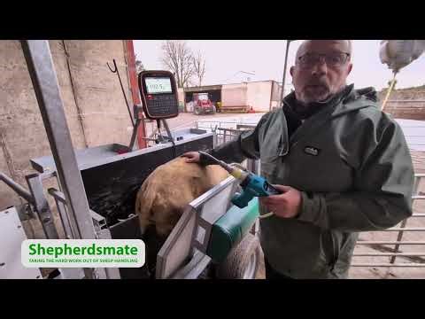 Shepherdsmate easily integrates with Gallagher Weigher and Te Pari automatic doser