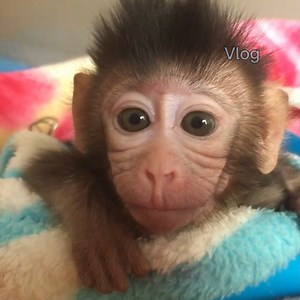 4.2K views · 134 reactions | Lovely baby monkey cry sound by low power hungry milk, Cute baby monkey waiting mother feeding milk | Vlog Monkey | Facebook