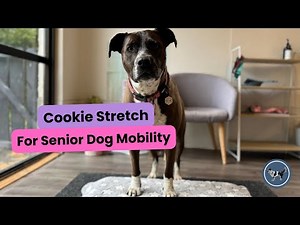 Cookie Stretch for Senior Dogs | Paws Up Exercise for Mobility, Flexibility & Strength in Old Dogs