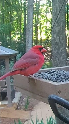 Male Northern Cardinal Enjoys Sunflower Seeds