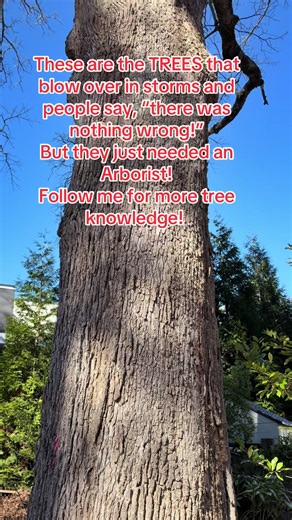 Understanding Tree Defects and Safety Concerns