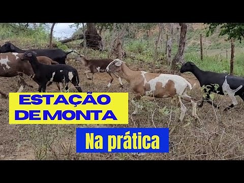 Entenda como fazer A ESTAÇÃO DE MONTA de Ovinos