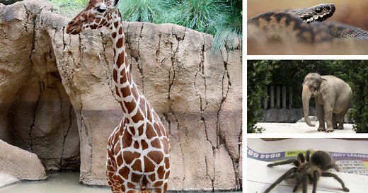 33 animal pub quiz questions to test your natural world knowledge