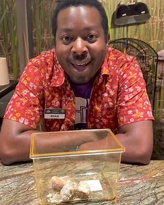 Hermit crabs get their name from how they use other animals’ shells as protection, carrying their shell “home” on their back and swapping shells throughout their lives. They need the shell protection due to their squishy and spiral-shaped abdomen. Their flexible exoskeleton allows them to squeeze into different shells and hold themselves in place with their back appendages. In Nature Works, we have three hermit crabs that enjoy climbing on different rocks and toys to bask in the light. They are 