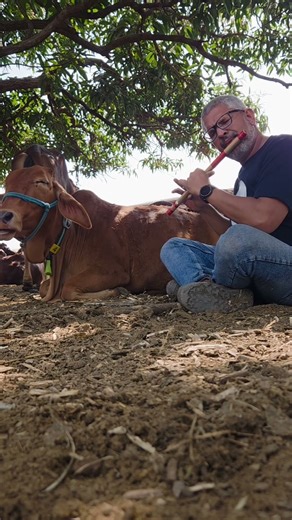 गाईंसोबत बासरीवादन - ओ रंगरेझ