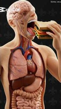 What Happens to Your Body When You Eat a Sandwich? (3D Medical Animation) #science #shorts