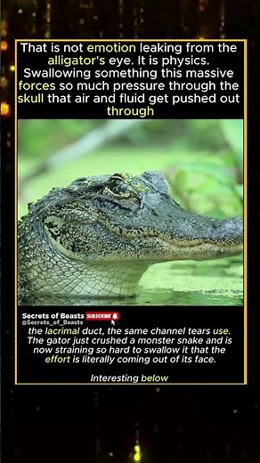 When the Gator Cries After Winning #wildlife #alligator #snake #reptiles #animalshorts #nature